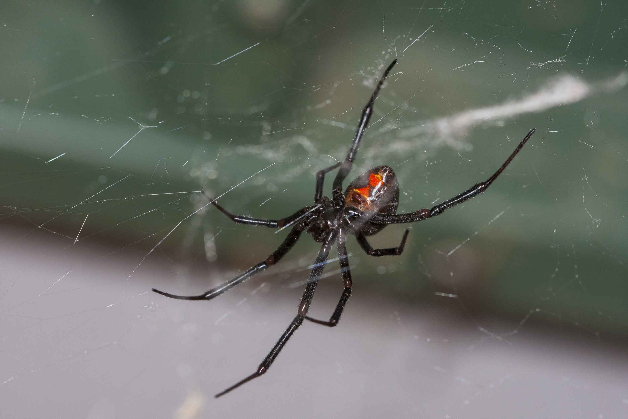 Services-Black-Widow-Spider