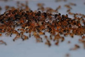 ant control brick township