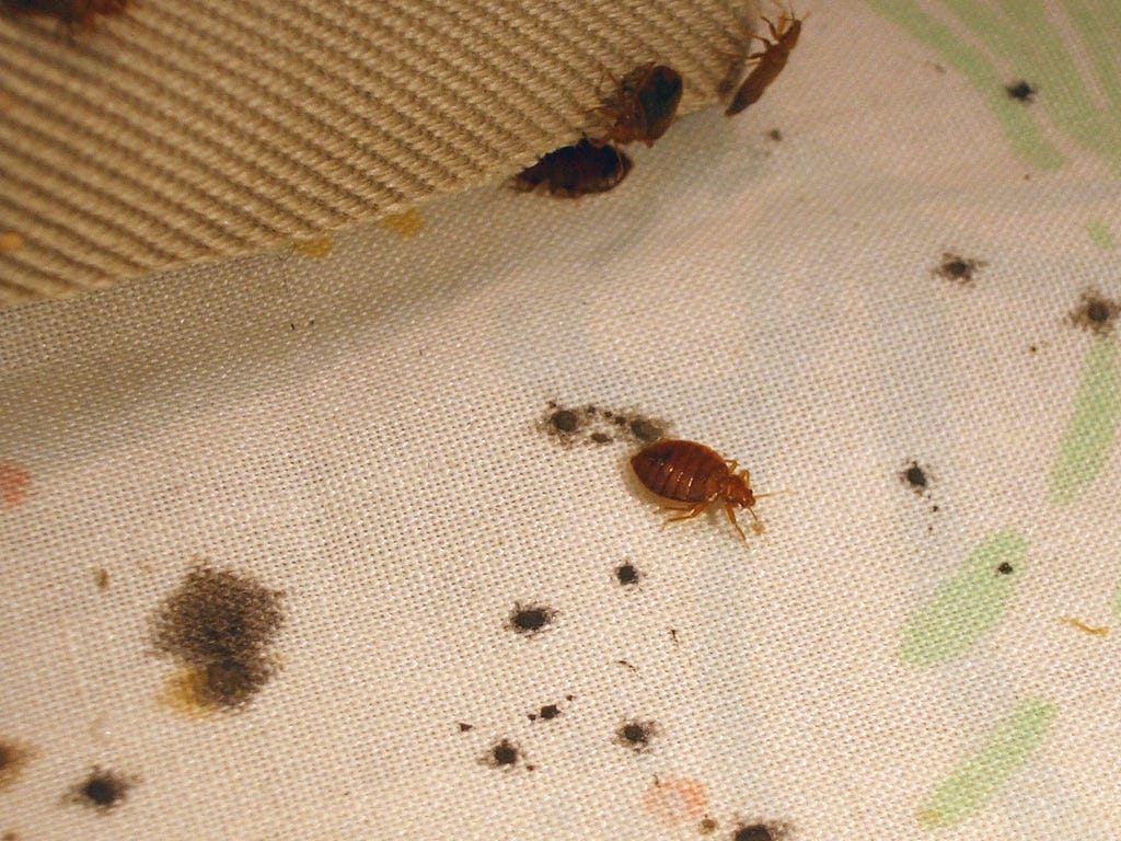 BPC-Services-Bed Bugs & Other Specialty Pests-05