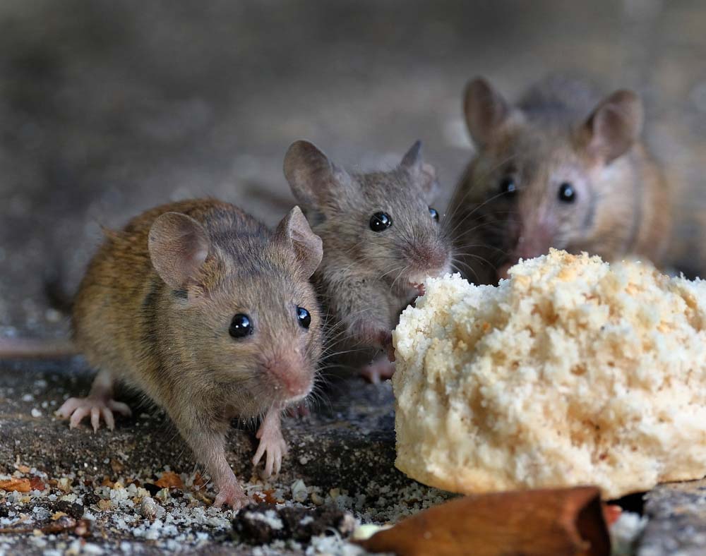 BPC-Services-Rats-Mice-Squirrels-Mice1