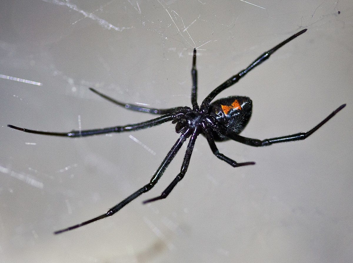 BPC-Services-Spiders-Black-Widow-Spider