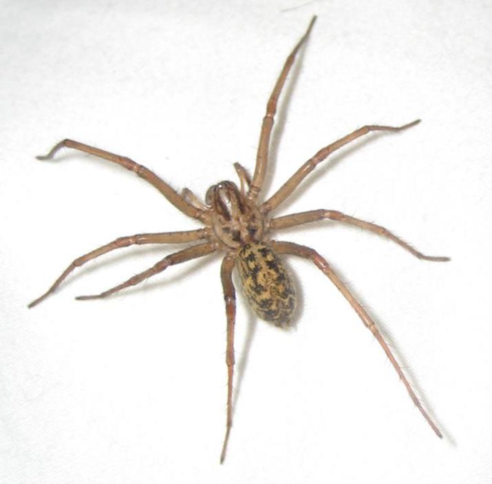 BPC-Services-Spiders-Hobo-Spider